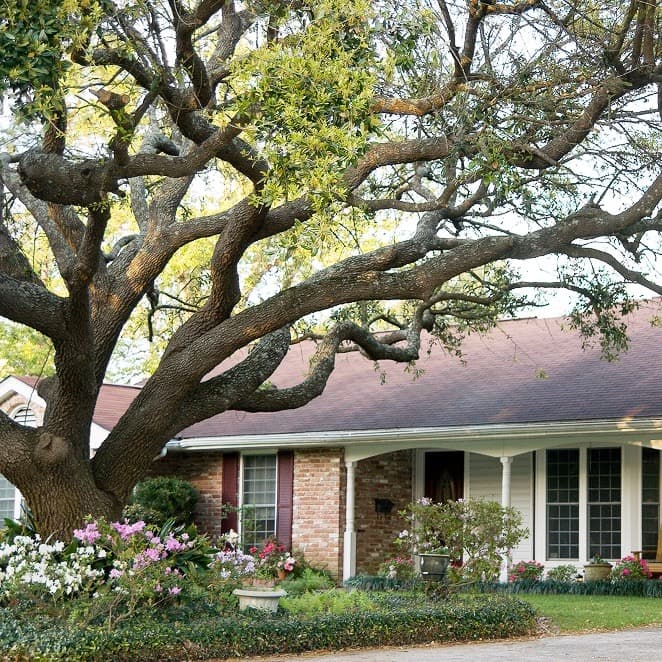 A 5-Point Tallahassee Tree Plan for Hurricane Season