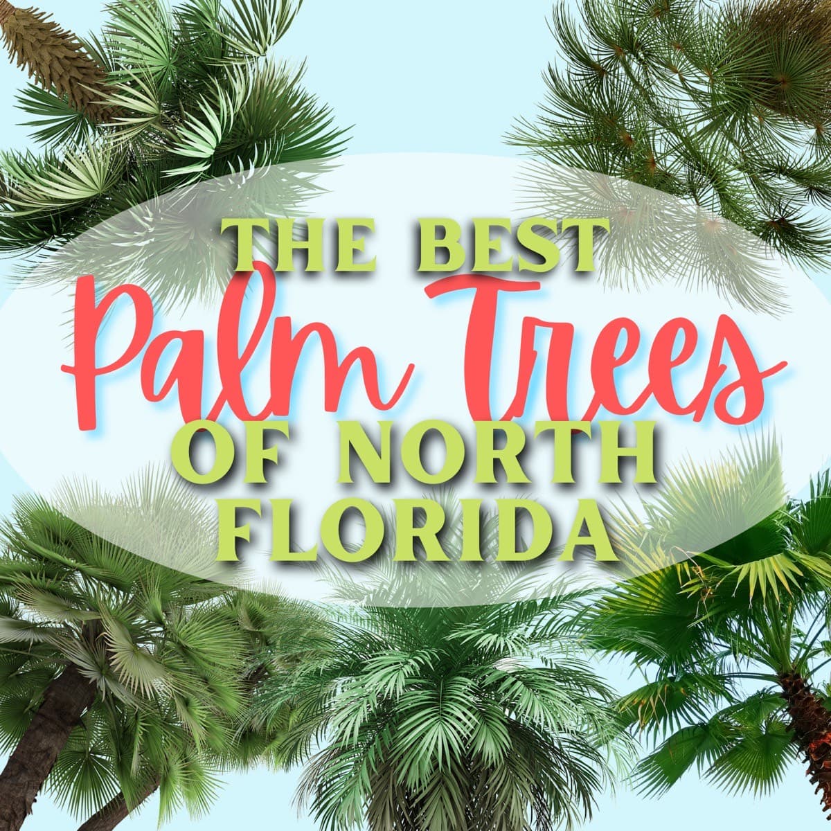 A Tallahassee Guide to the Best Palm Trees for North Florida