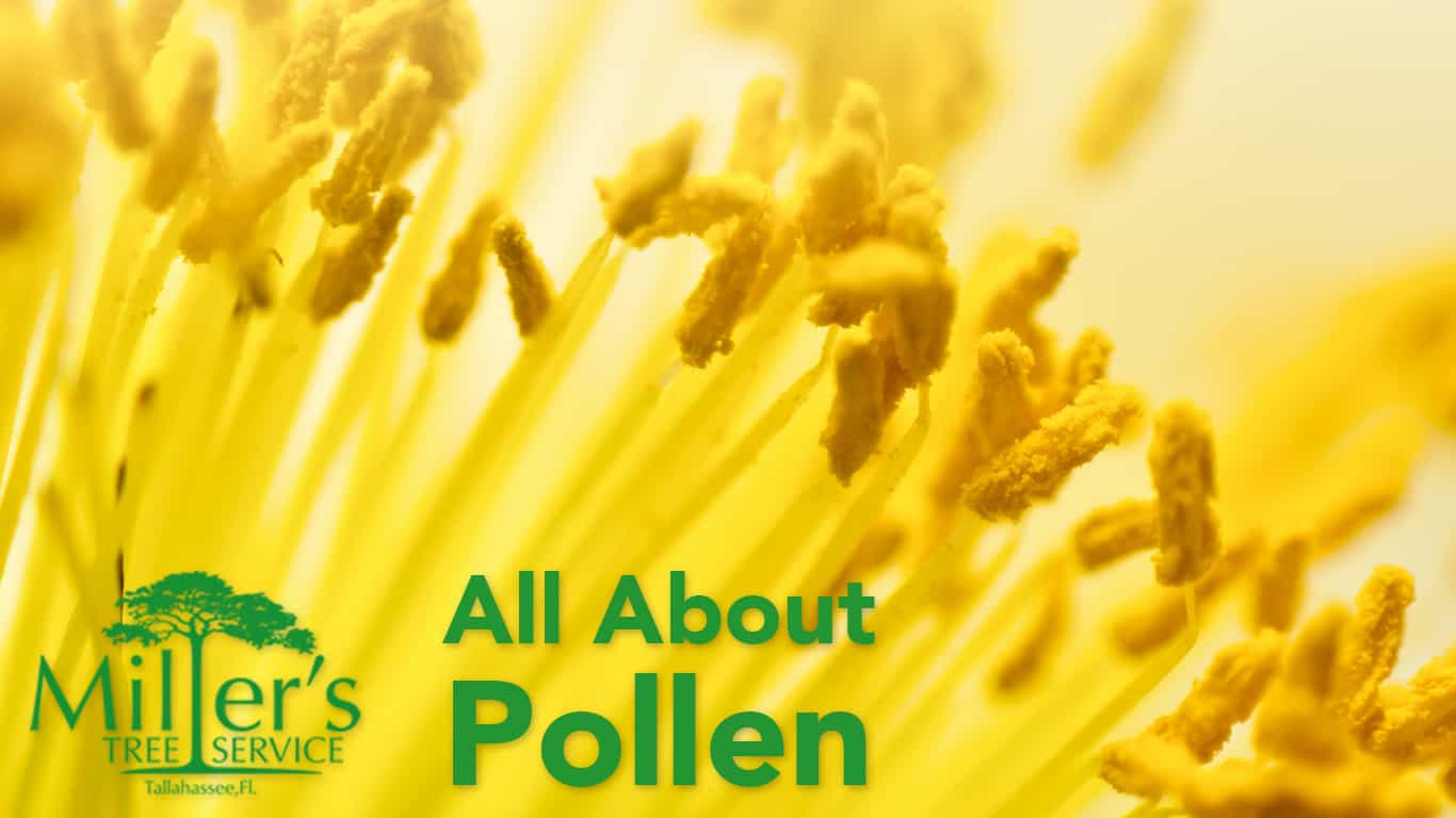All About Pollen