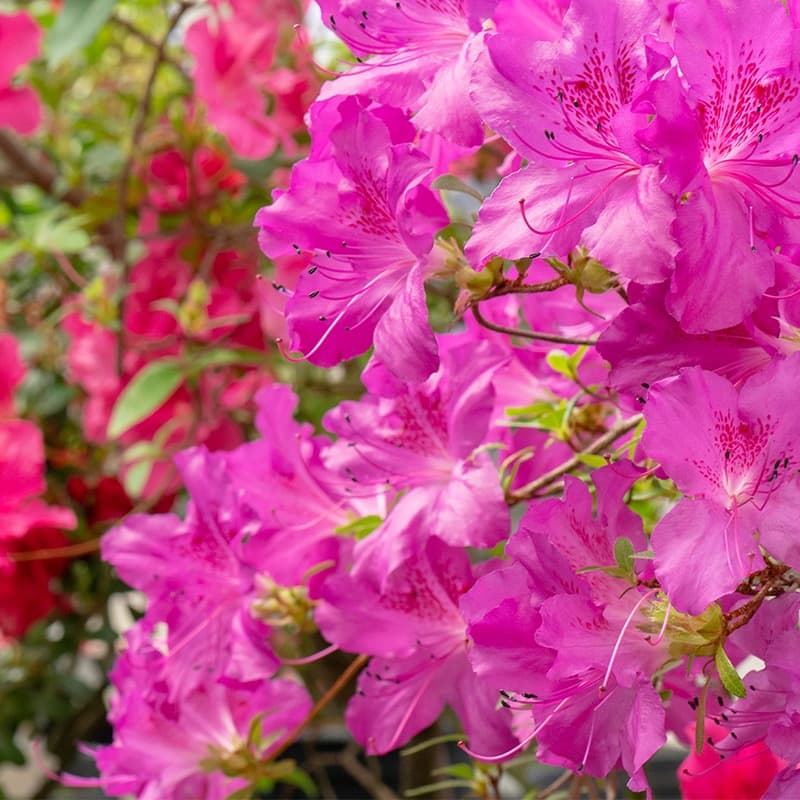 Azaleas in Tallahassee - Perfect Spring Color Under Your Trees