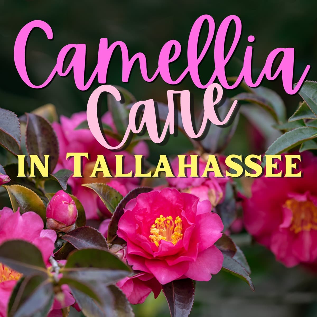 Camellia Care in Tallahassee