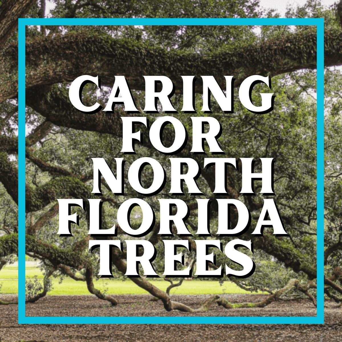 Caring for Native North Florida Trees in Your Backyard