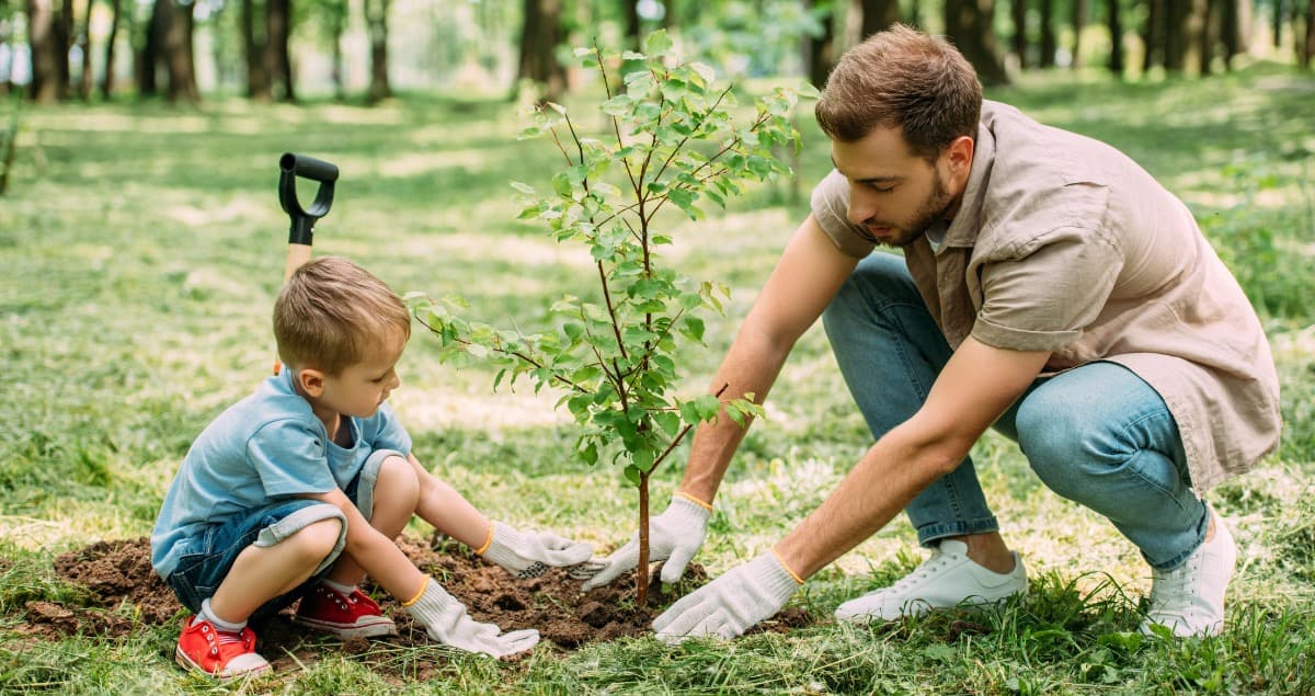 Environmental Impact and Property Value: Why Tree Mitigation Matters