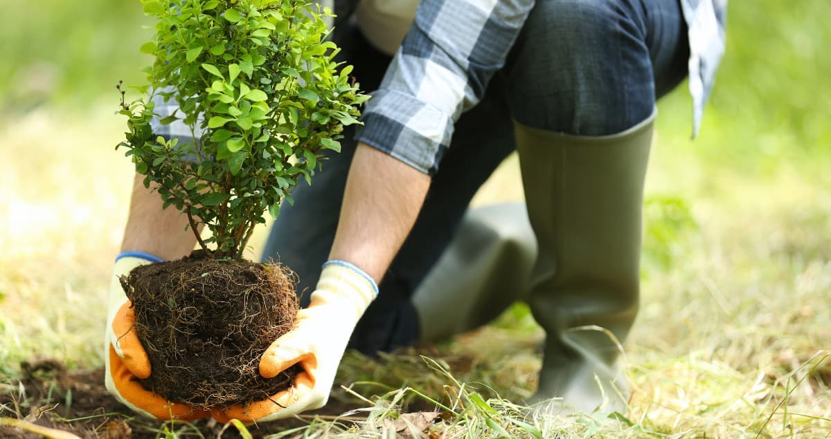 Homeowner's Guide to Choosing and Planting Trees