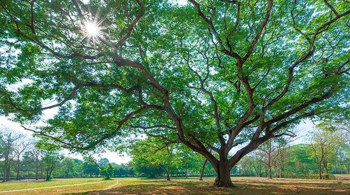 How to Identify Florida Oak Trees Around Tallahassee