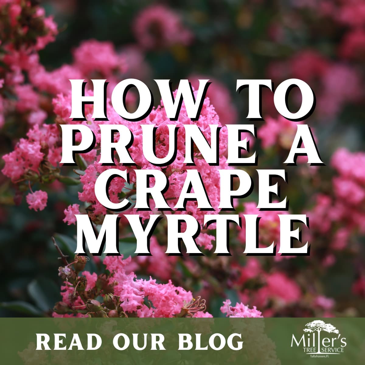 How to Prune a Crape Myrtle: Tallahassee Tree Tips