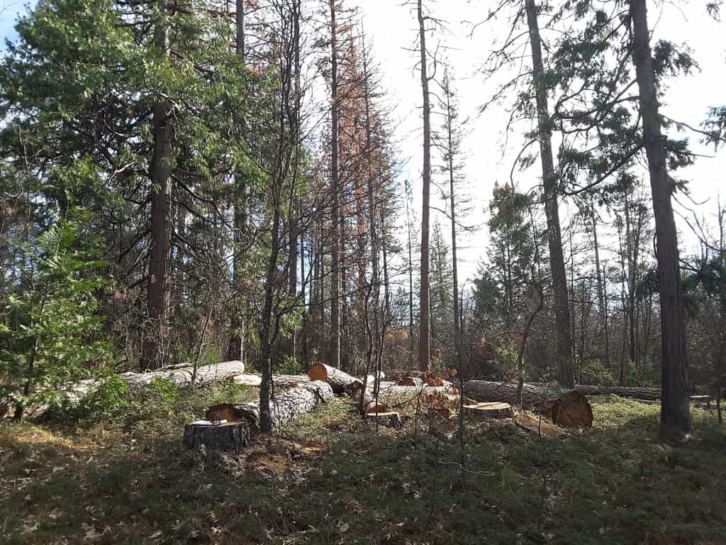 Dead and declining trees with browning canopies standing among healthy pines, with removed trunks on the ground — the kind of hazard signs an ISA Certified Arborist assesses