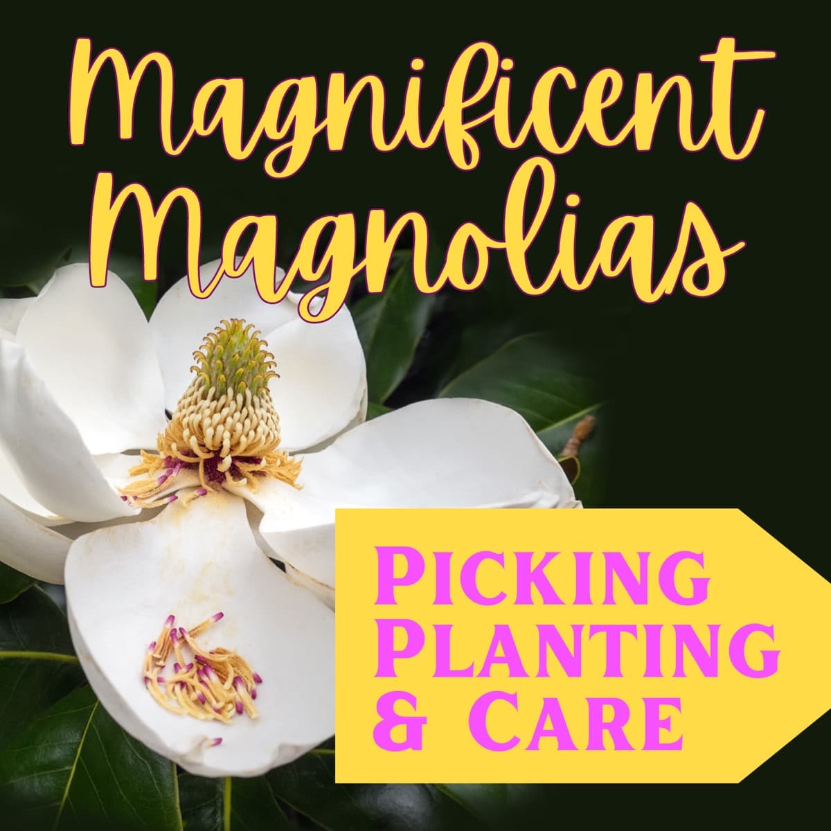 Magnolia Trees - Picking, Planting, and Care