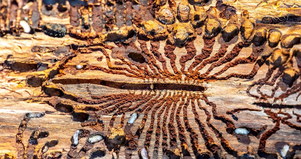 Make an Attack Plan for Pine Tree Damage