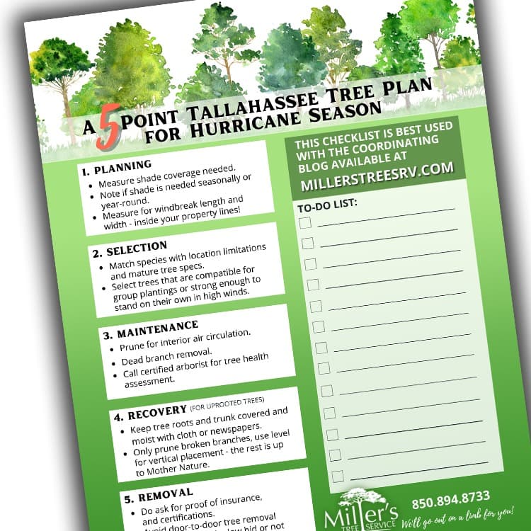Miller's 5-Point Tree Plan Checklist for Hurricane Season