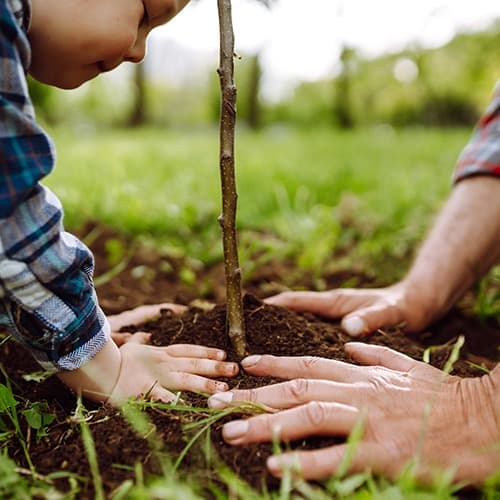 Planting Trees in Tallahassee for Arbor Day and Beyond