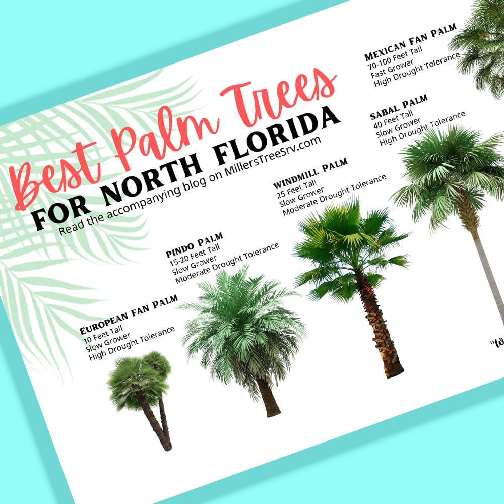 Quick Reference for Top 5 Palm Trees in Zone 8