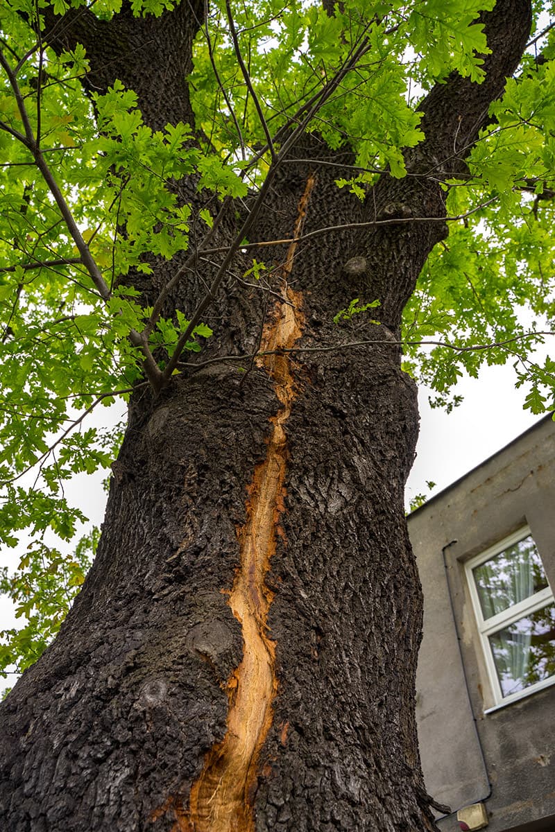 Recovering from Summer Storm Damage in Tallahassee