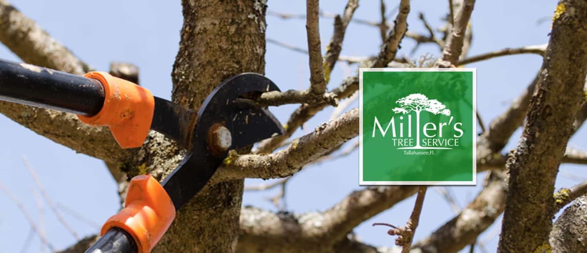 Should You Prune Your Trees?