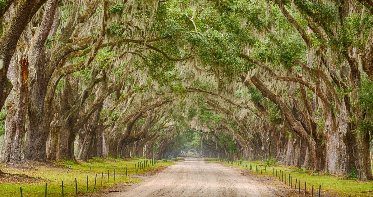 Specific Pests, Trees, and Diseases Relevant to Tallahassee