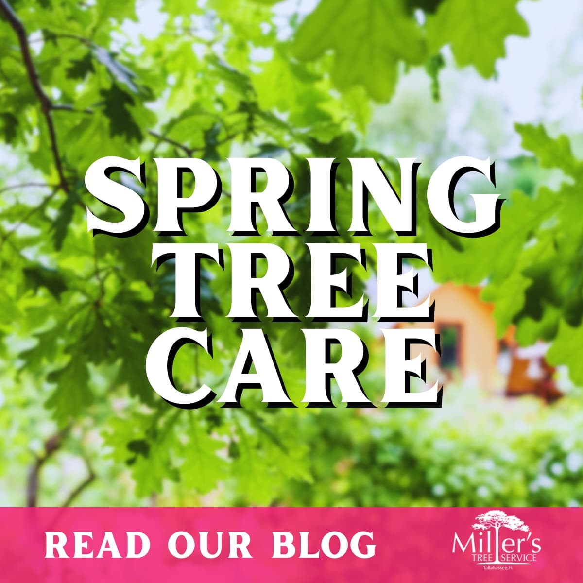 Spring Tree Care Tips: Pruning, Mulching, and More