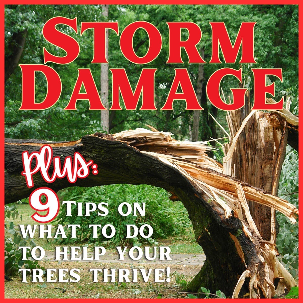 Storm Damage in Tallahassee - Preparing You and Your Trees