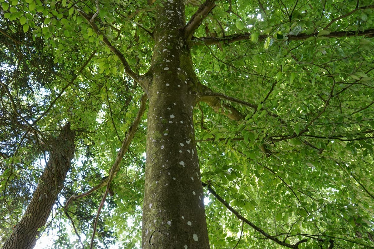 Storm Season in Tallahassee: Why You Don't Need to Remove Healthy Trees