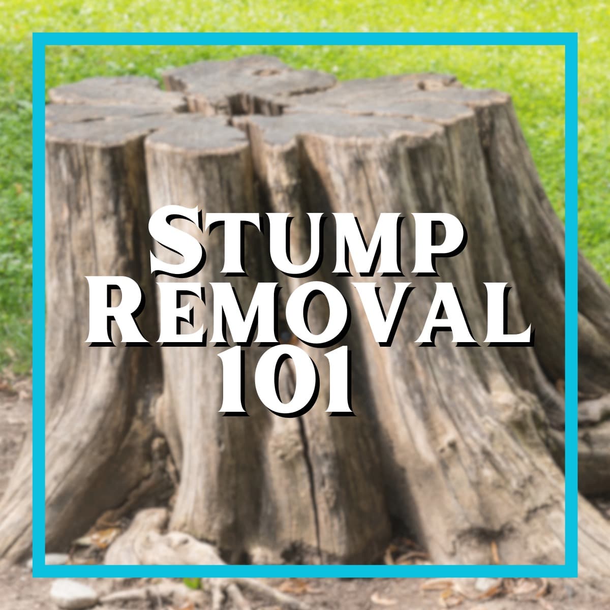 Stump Removal 101: Why You Should Call the Professionals