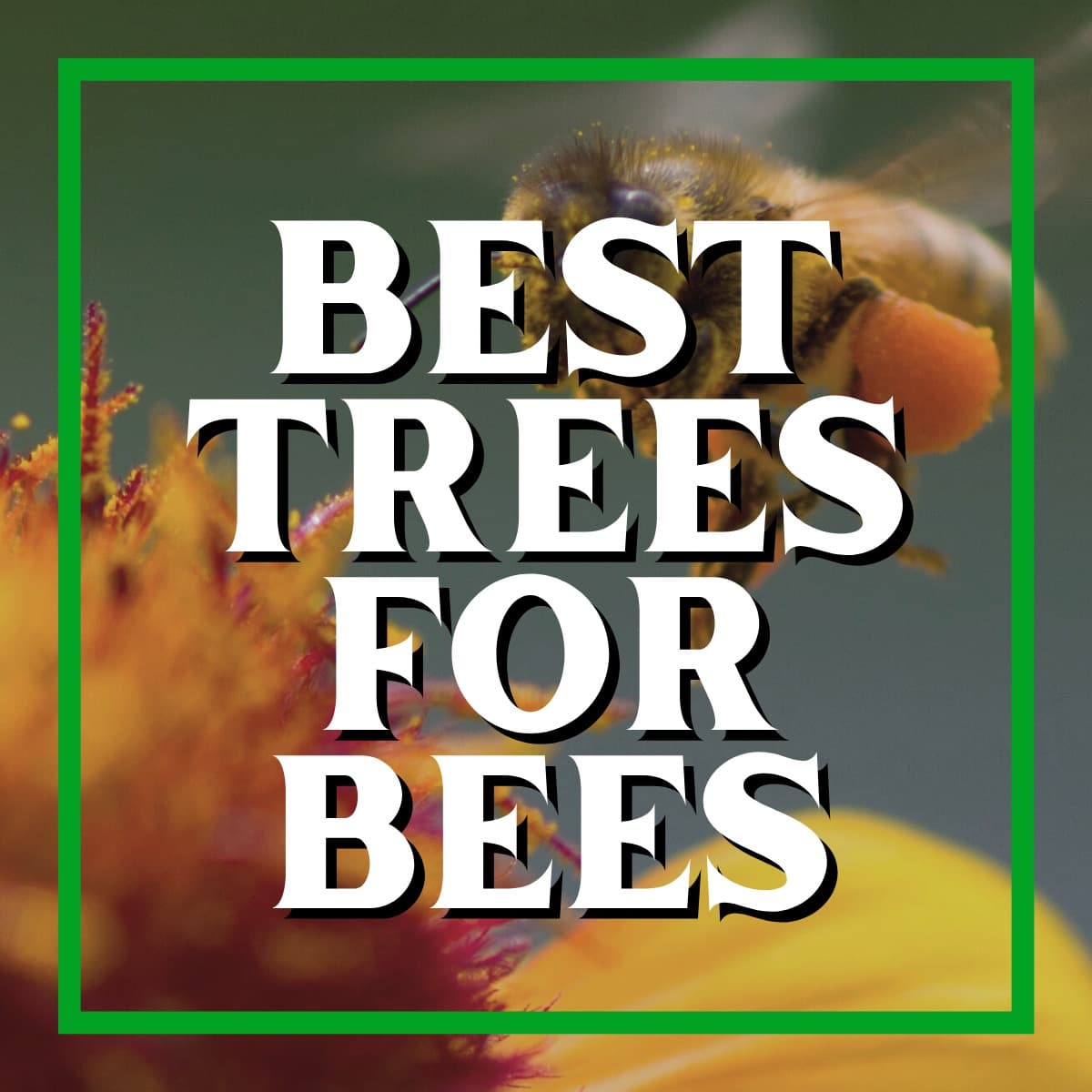 The Best Trees for Bees in the Big Bend