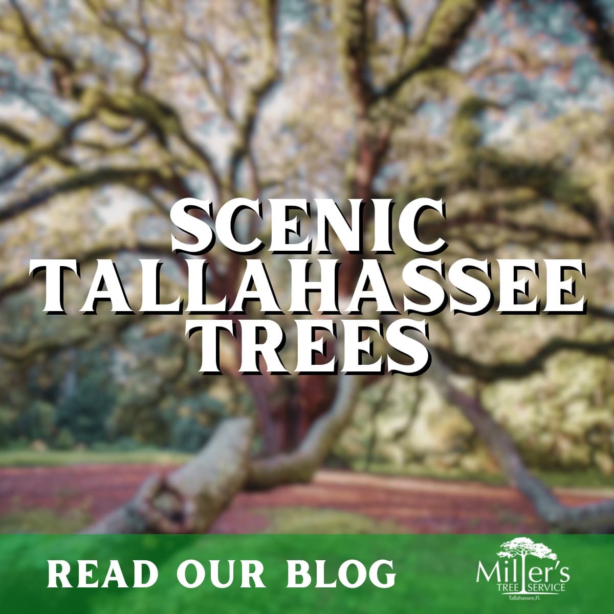The Lichgate Oak and More: Do You Know These Scenic Tallahassee Trees?