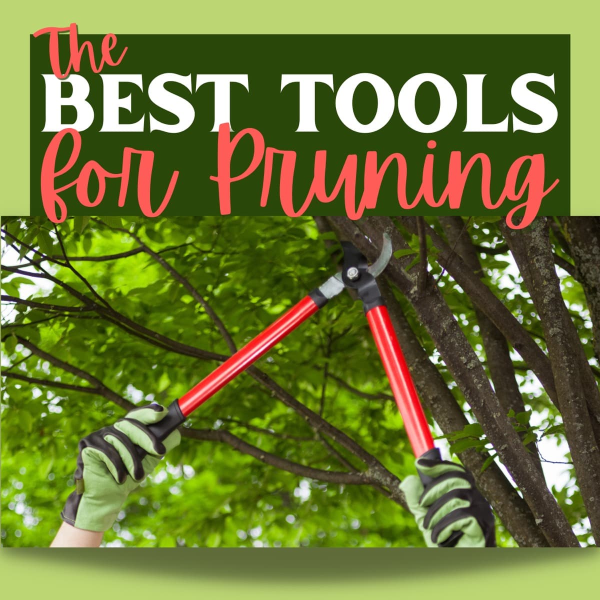 The Right Tool for Pruning Tallahassee Trees