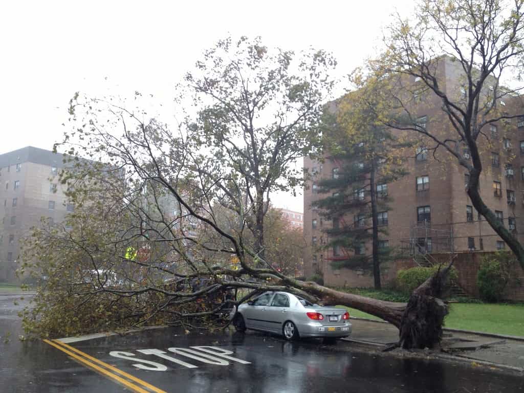 Timber! Is Your Tree Going to Fall Over?