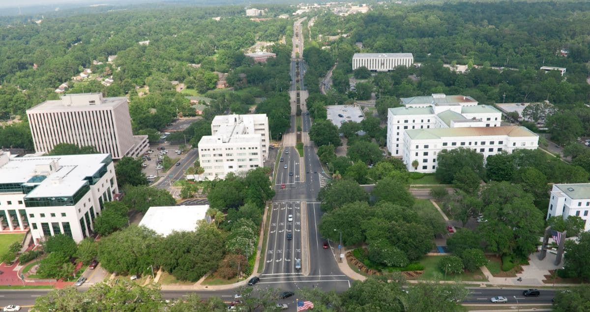 Top Tree Diseases of North Florida: What Every Homeowner Should Know
