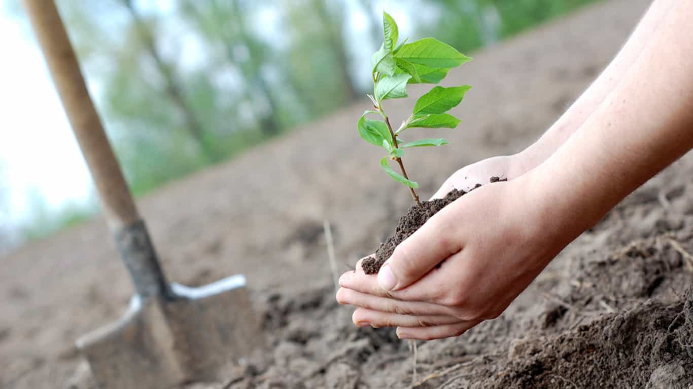 Transplanting Nursery Saplings