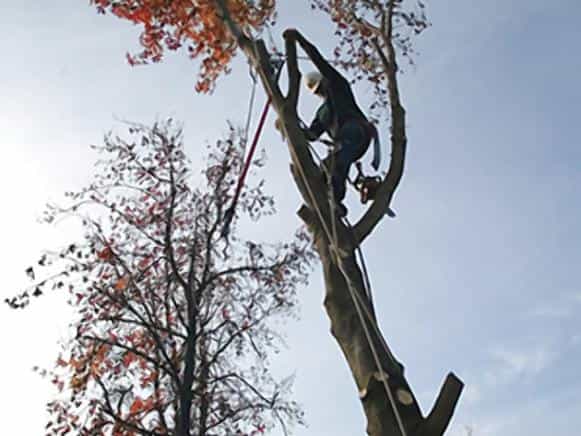 Tree Removal: Why You Need to Consider an Expert