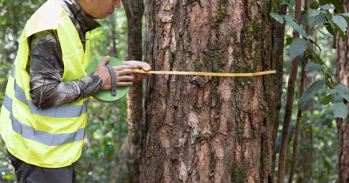 Tree Support Systems: What They Are and Why You Might Need Them