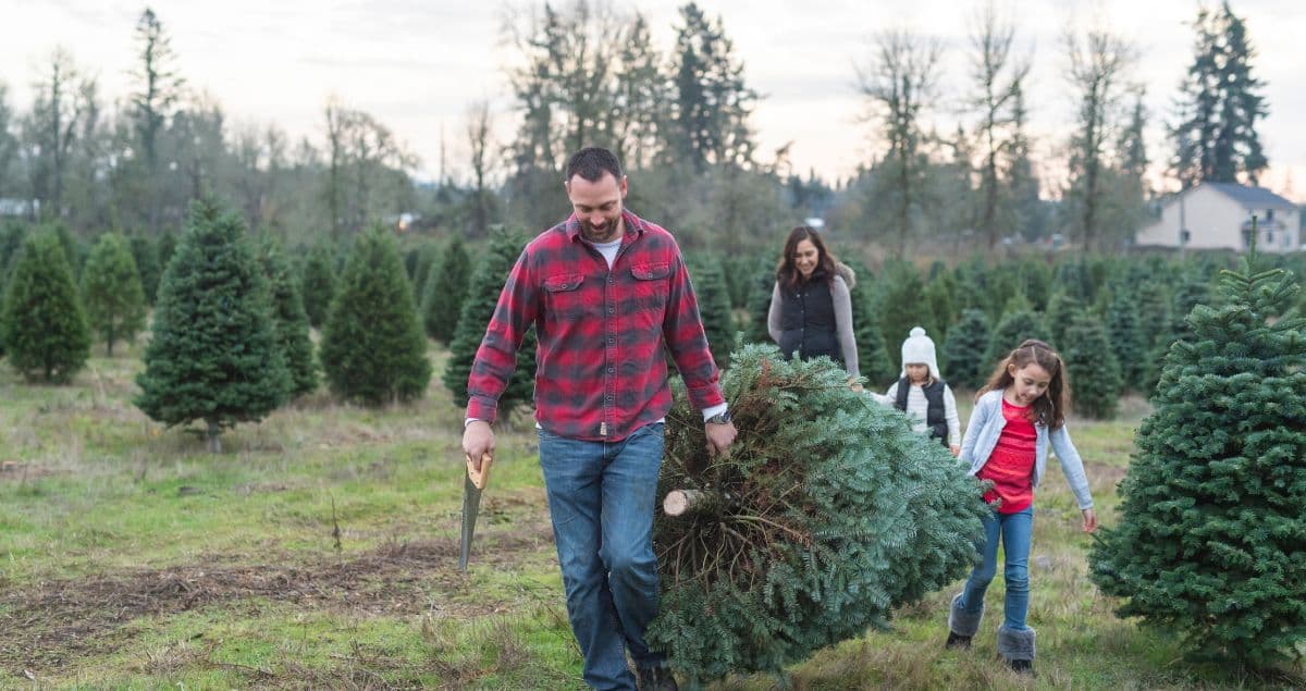 Tree Trimming Tips Every Homeowner Should Know
