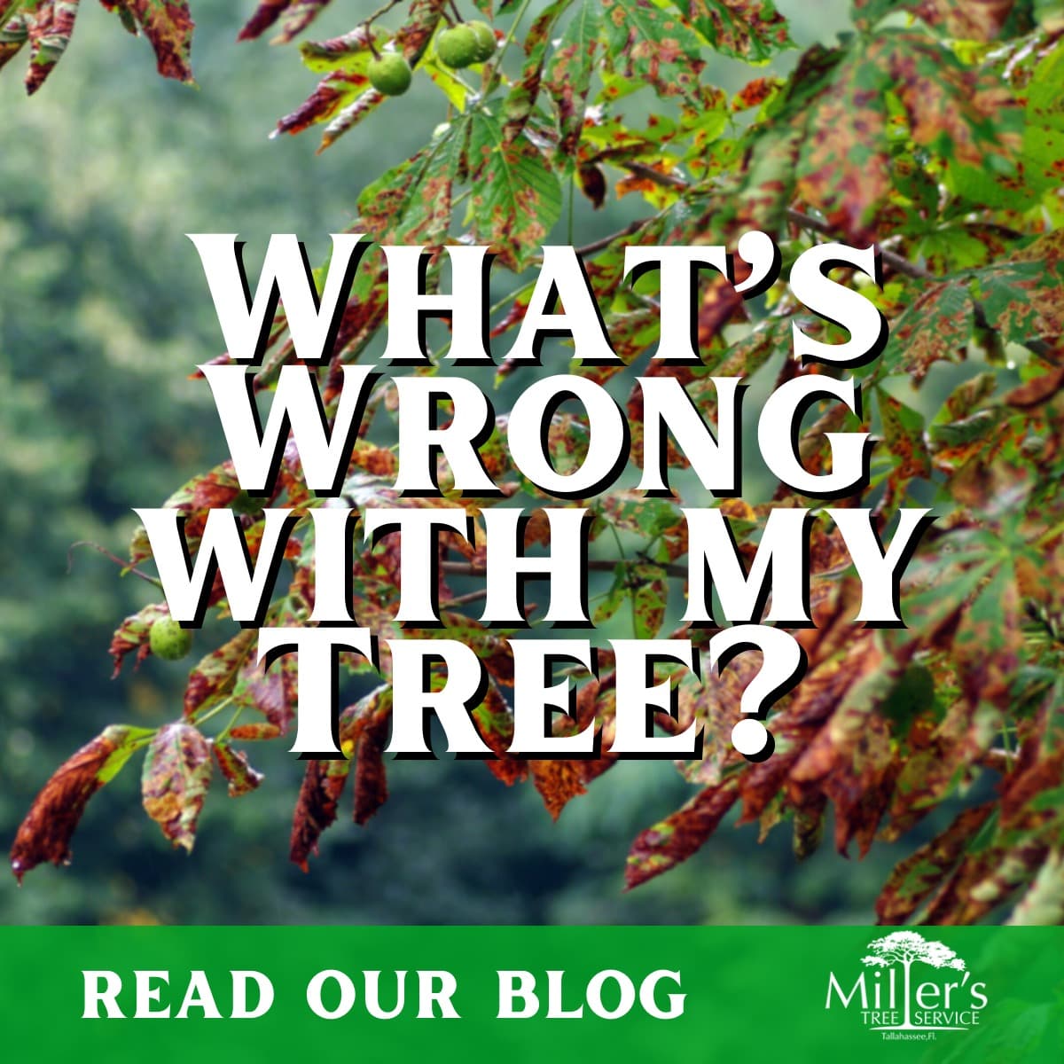 Warning Signs of an Unhealthy Tree in North Florida