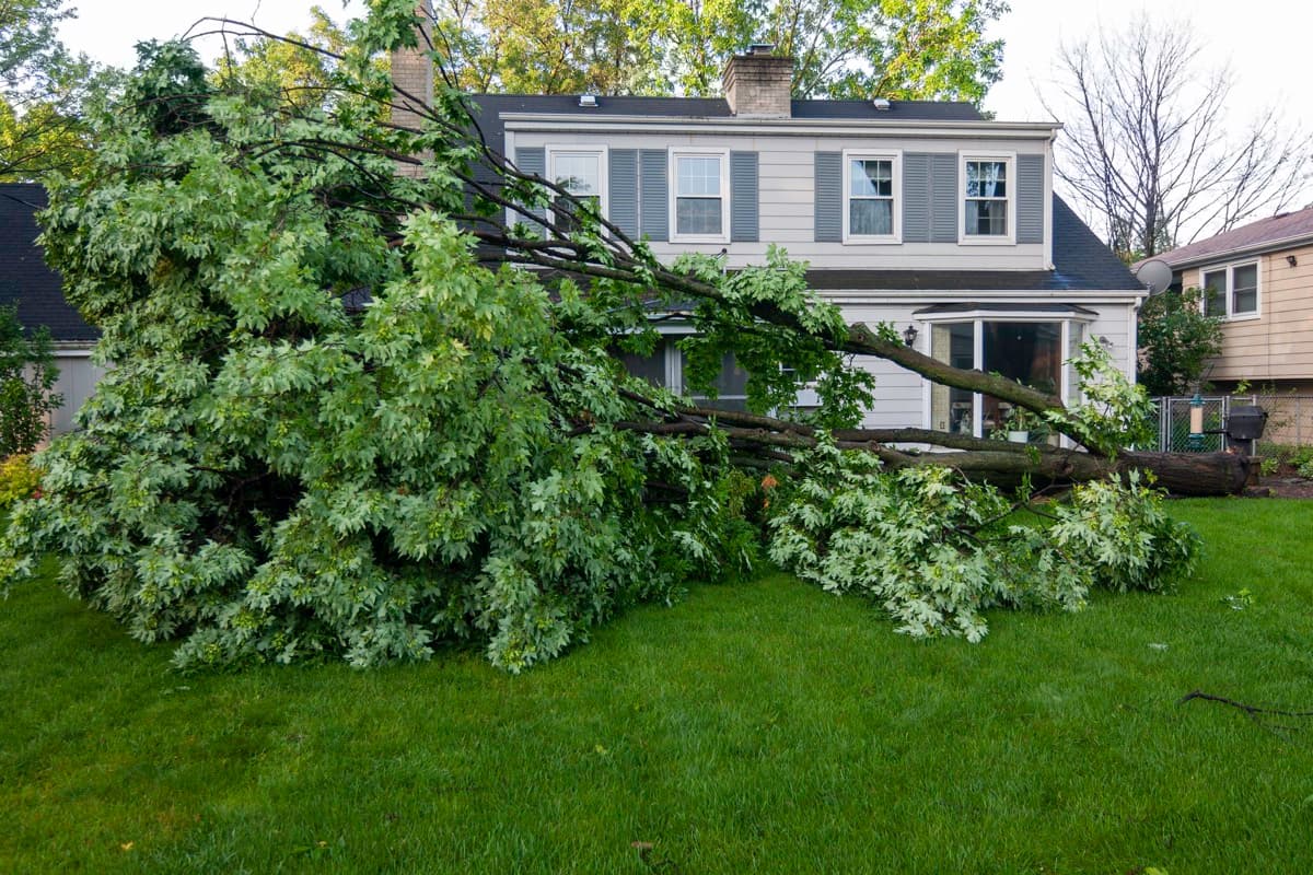 What Causes Trees to Fail in Storms -- and How to Prevent It