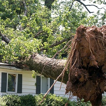 When Trees Go Down in a Storm - 9 Tips on What to Expect After Severe Weather