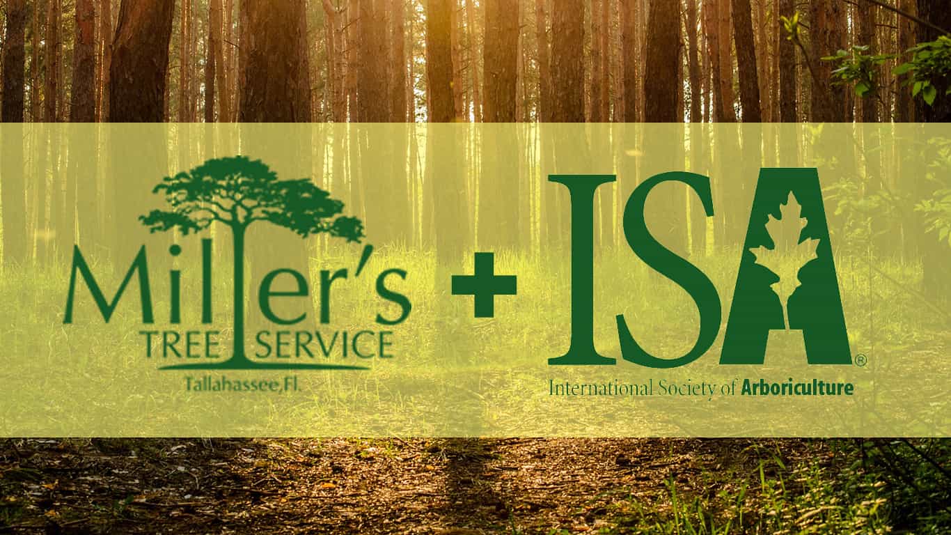 Why Hire a Certified Arborist for Your Tree Care Needs