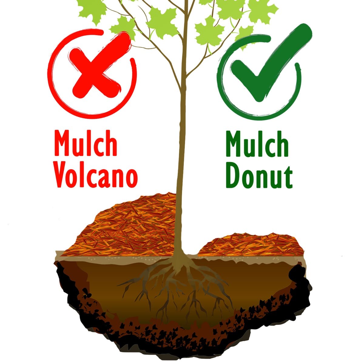 Why Mulching Matters for Young Trees