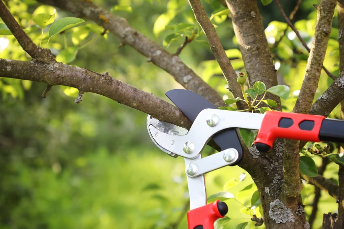 Why Pruning Is the Best Storm Prep You Can Do