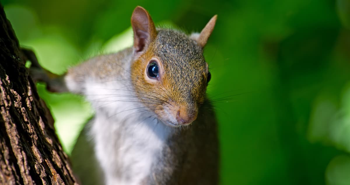 Wildlife-Friendly Tree Care Protects Animal Habitats