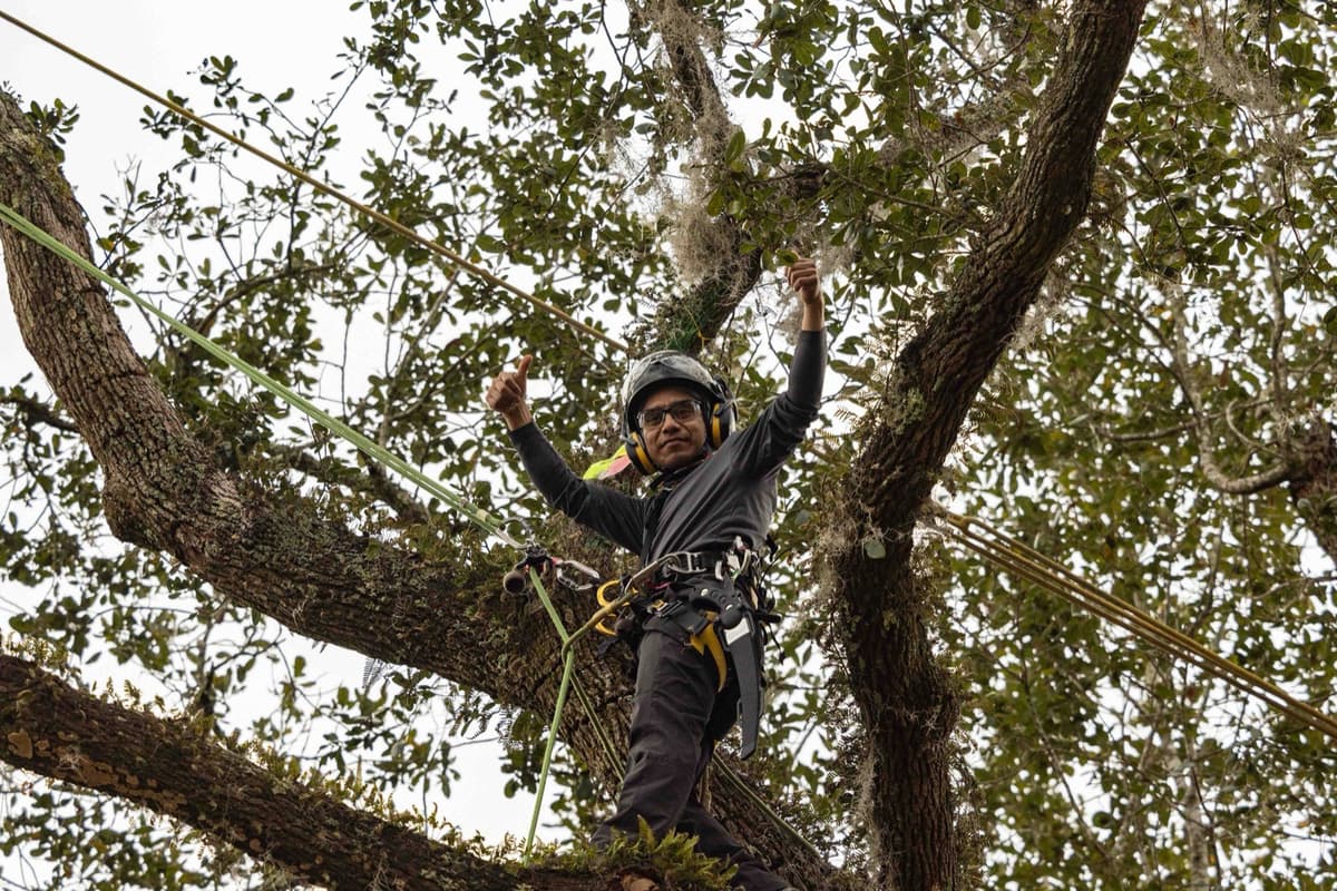 Miller's Tree Climbing Competition