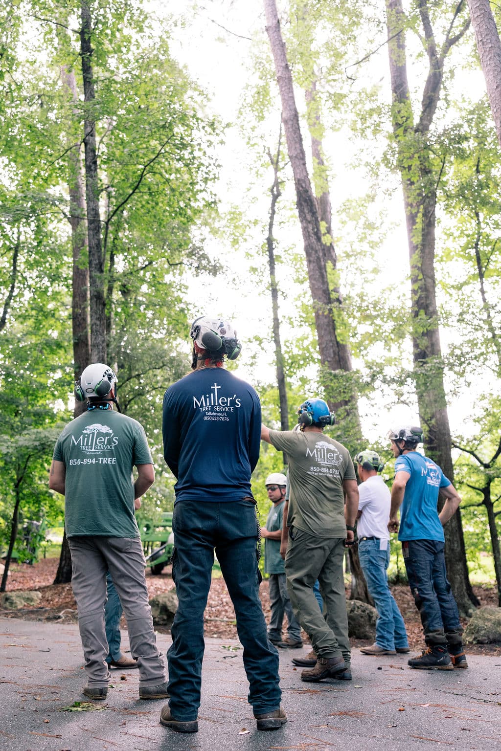 Miller's crew assessing a tree on site