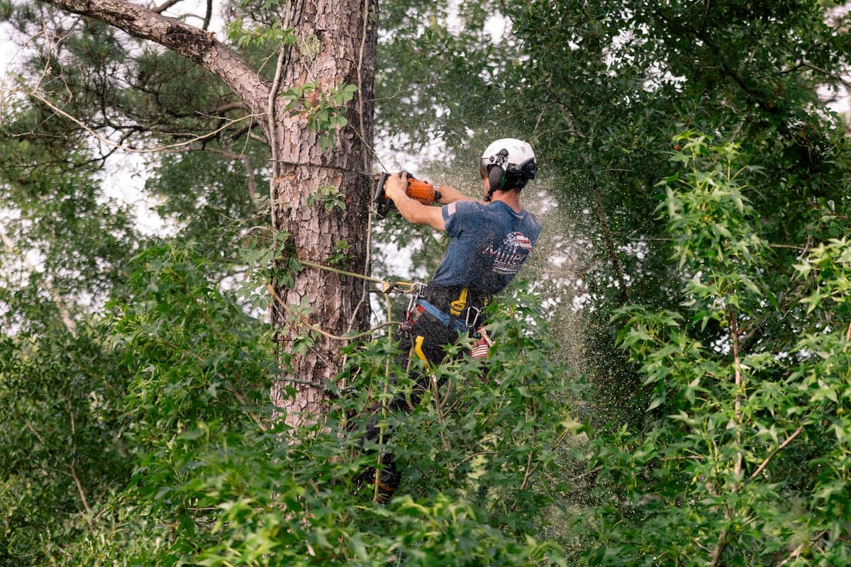 Miller's ISA Certified climber working in a tall pine