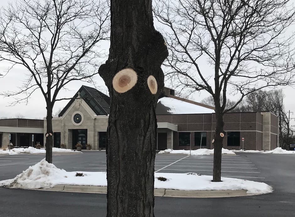 Healthier Honey Locusts at Holy Family