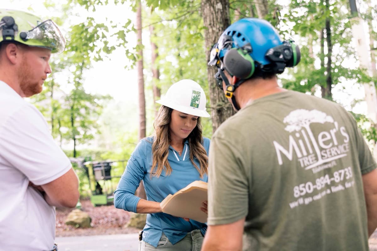 Insect & Disease Control service by Miller's Tree Service in Tallahassee