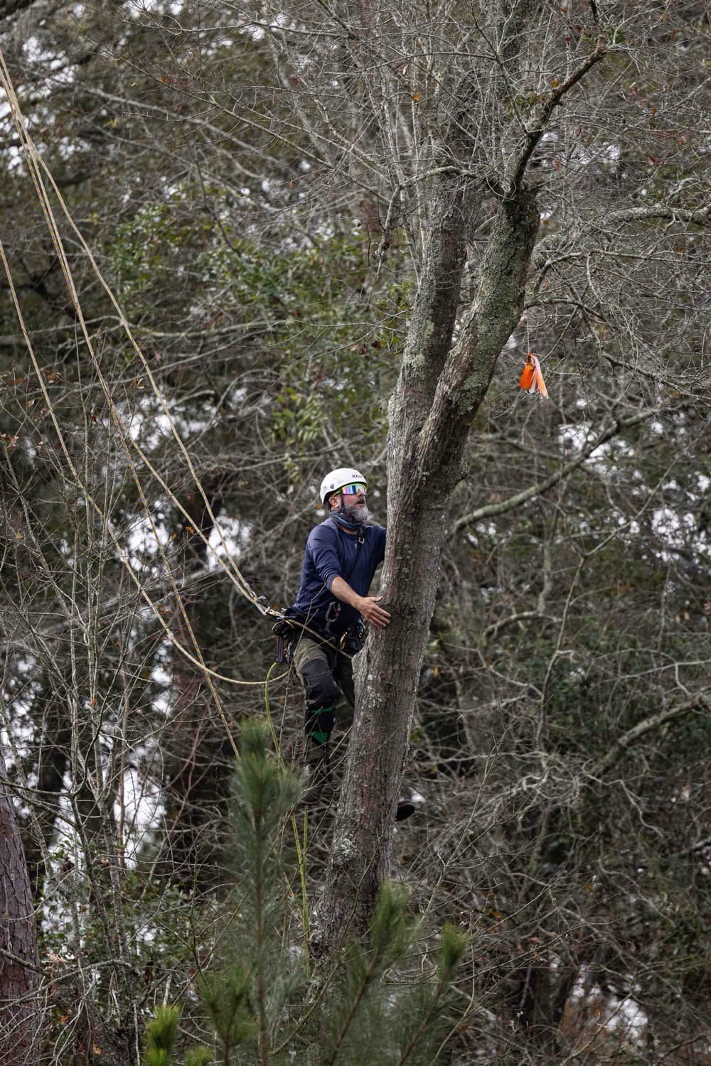 How to Read a Leaf: ID-ing the Common Trees in Your Tallahassee Yard