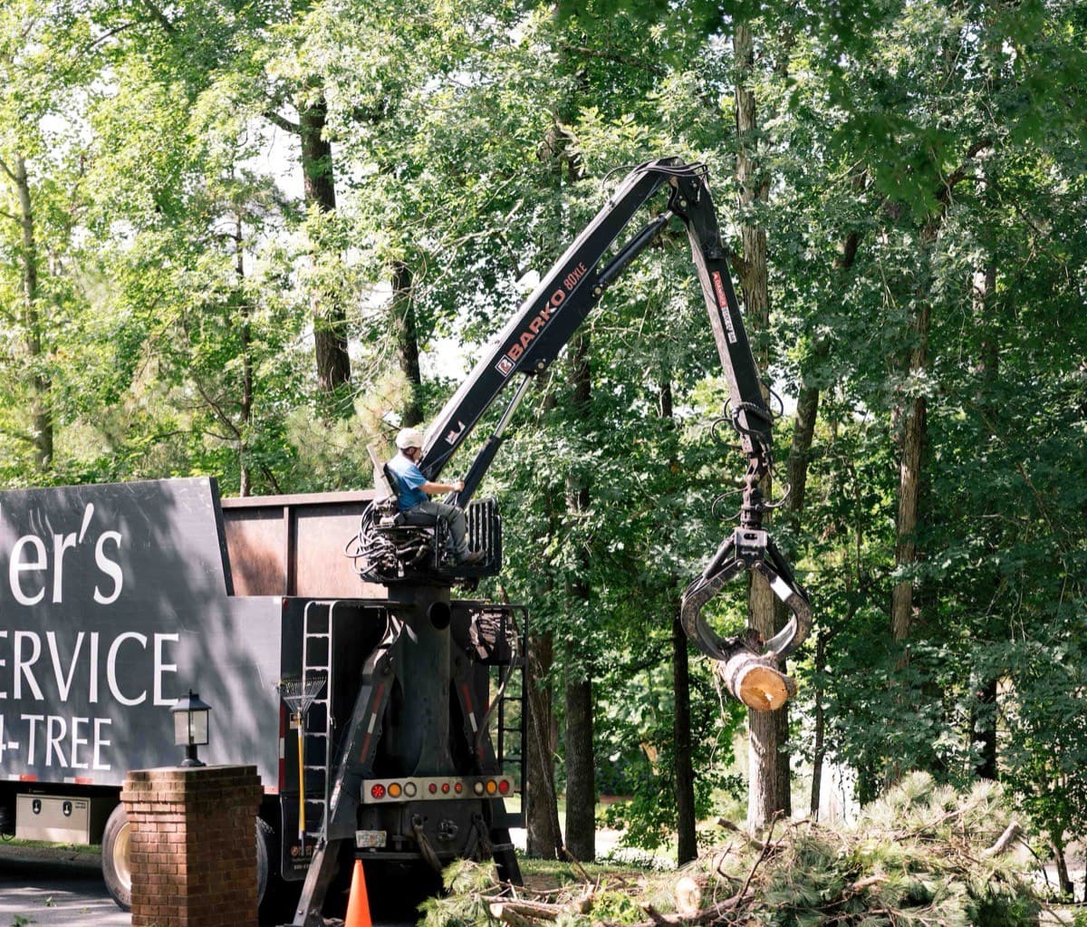 Tree Removal service by Miller's Tree Service in Tallahassee