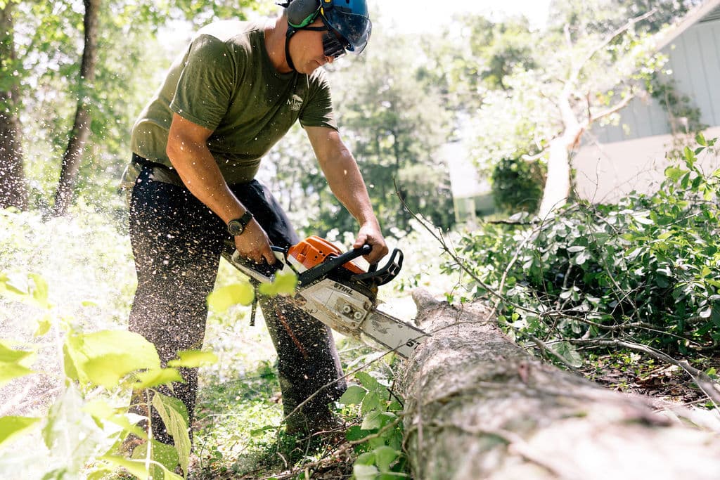 When to Remove a Tree vs. Save It: An Arborist's Real Answer