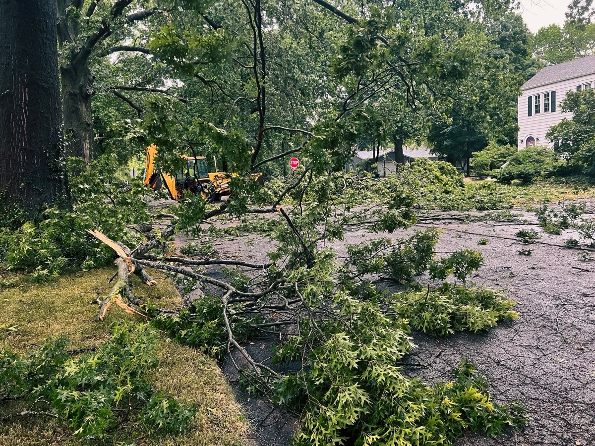 24-Hour Emergency Tree Services in Tallahassee, FL | Miller's Tree Service